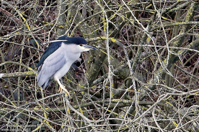 Black-crowned Night Heron