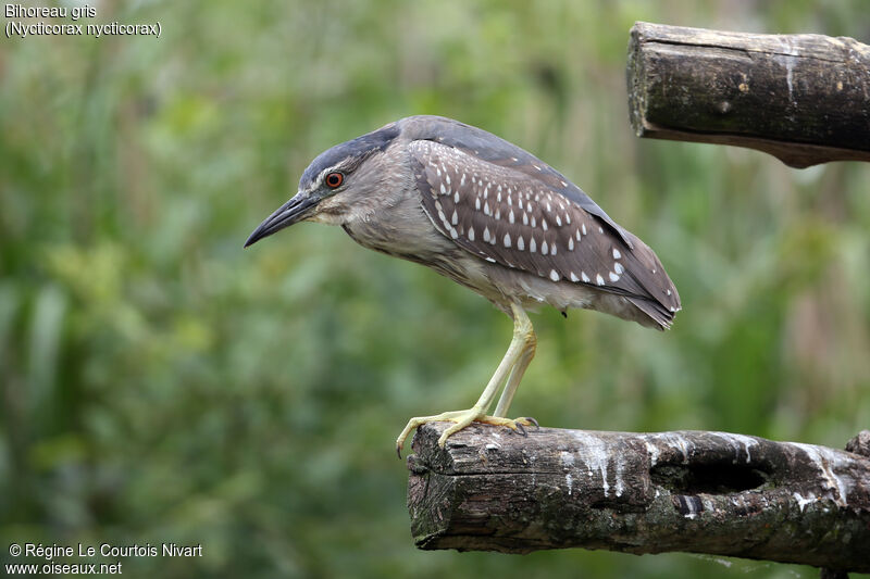 Black-crowned Night Heronimmature