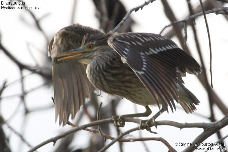 Black-crowned Night Heron, Behaviour