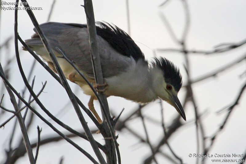 Black-crowned Night Heronadult, Behaviour