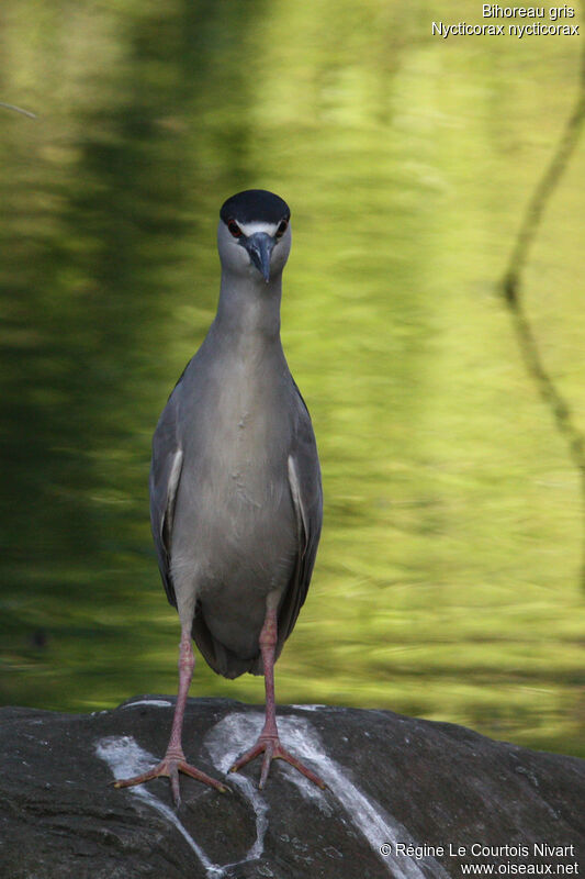 Black-crowned Night Heronadult breeding