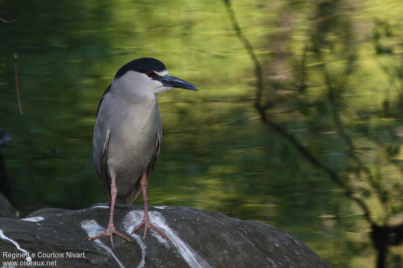 Black-crowned Night Heronadult breeding