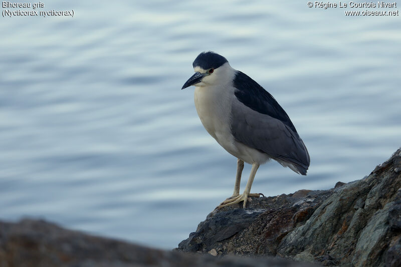 Black-crowned Night Heronadult