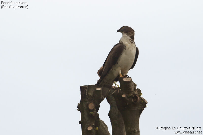 European Honey Buzzard male