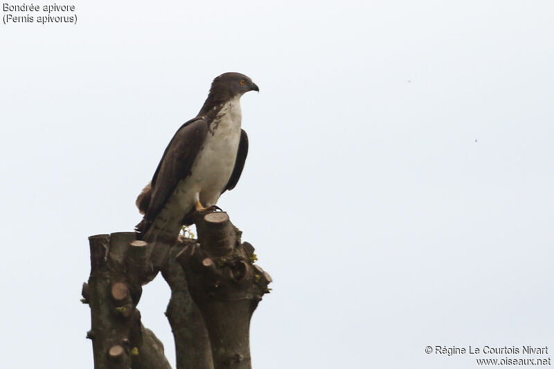 European Honey Buzzard