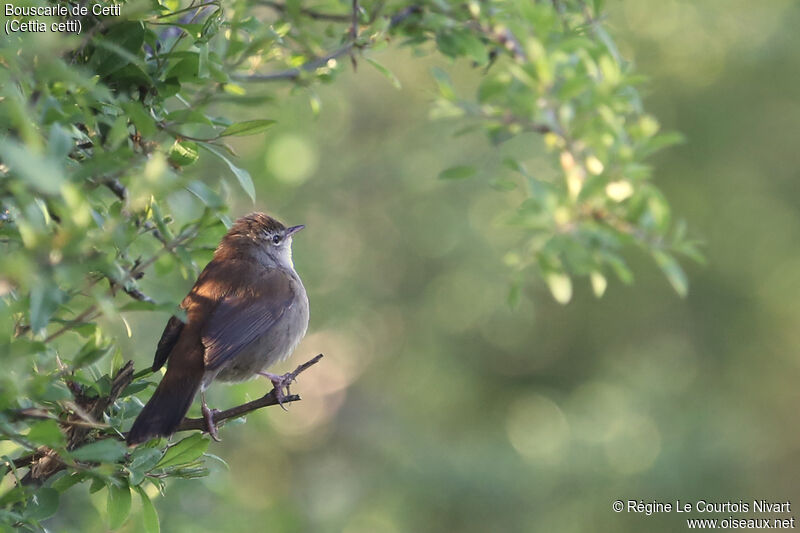 Cetti's Warbler