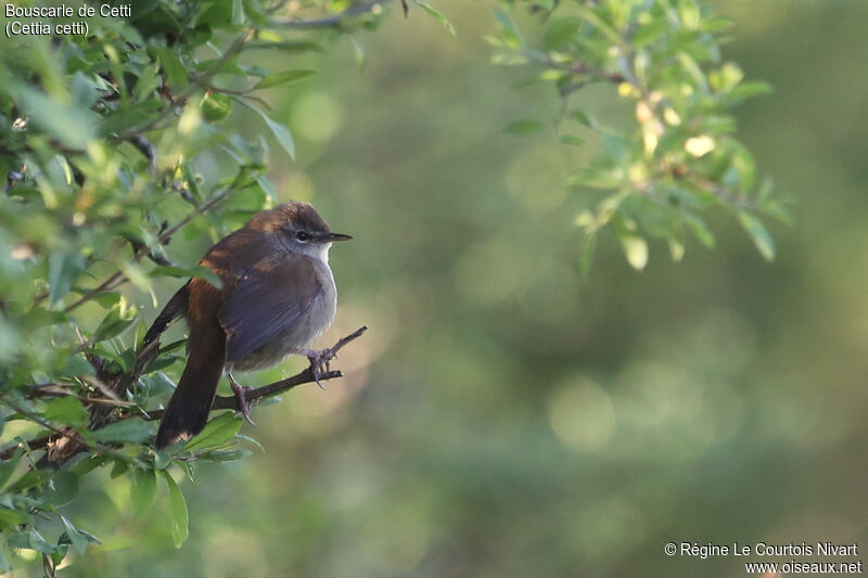 Bouscarle de Cetti