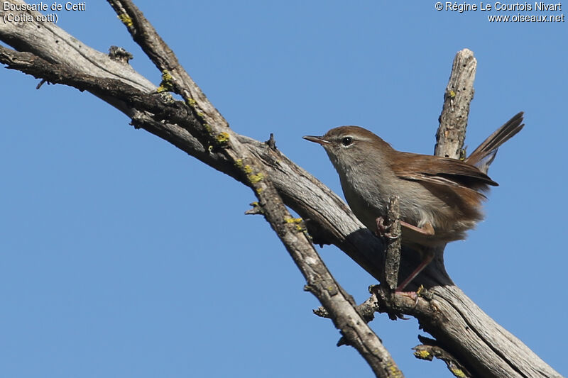 Bouscarle de Cetti