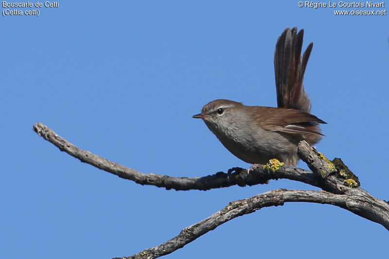 Cetti's Warbler