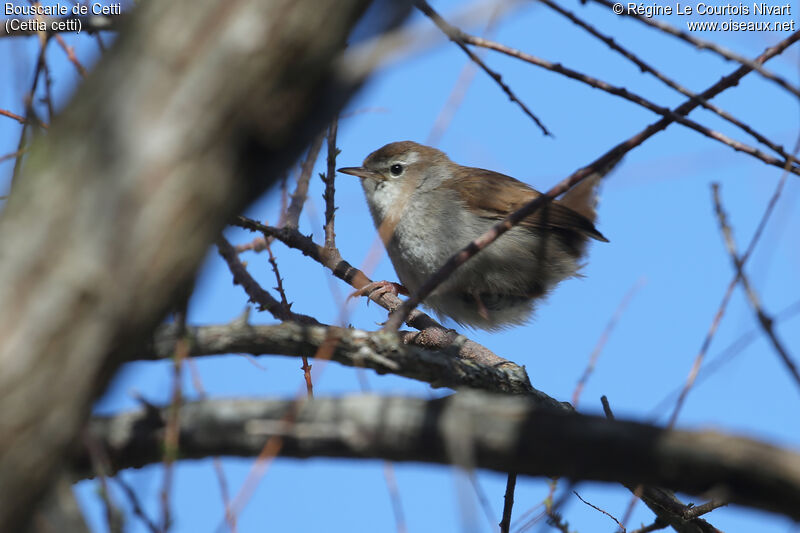 Cetti's Warbler