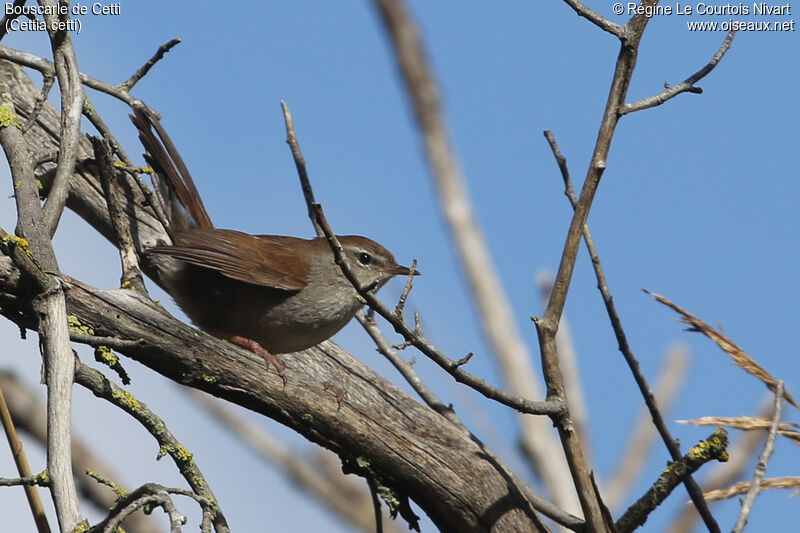 Cetti's Warbler