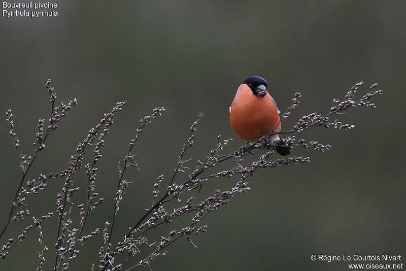 Eurasian Bullfinch male