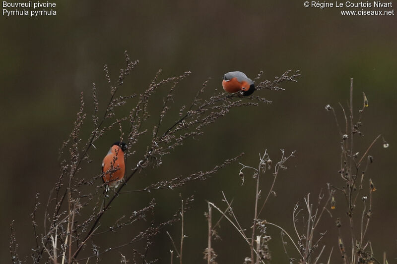 Eurasian Bullfinch male