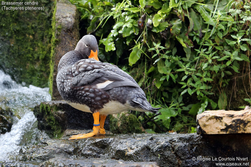 Fuegian Steamer Duck