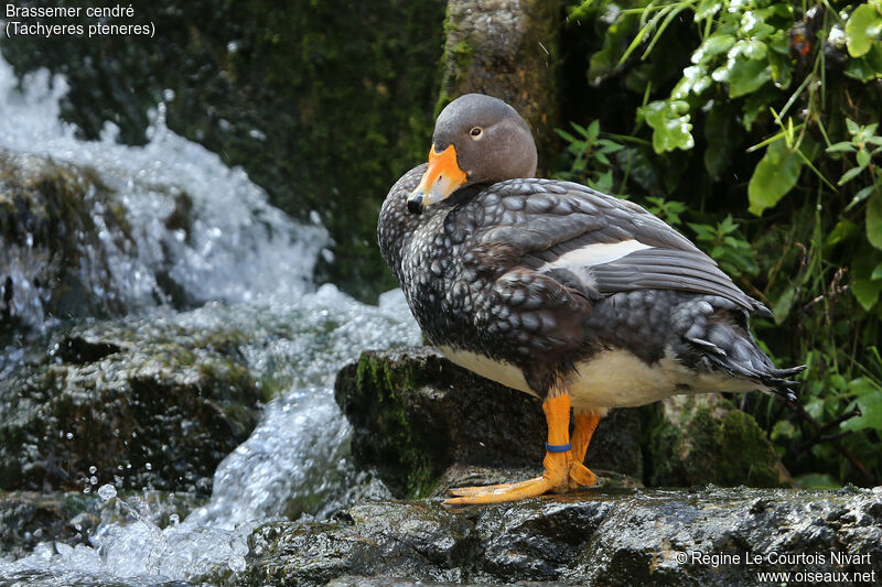 Fuegian Steamer Duck