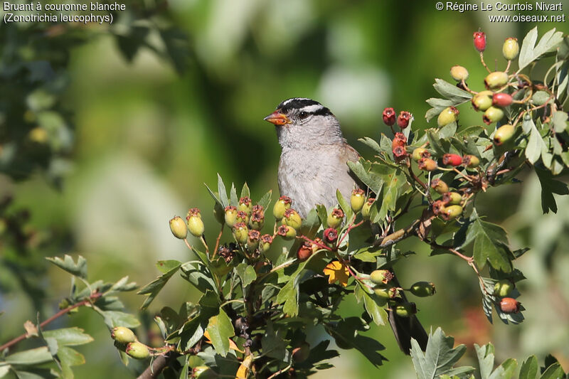 White-crowned Sparrowadult