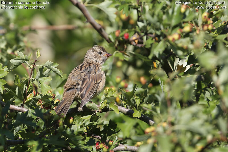 White-crowned Sparrow