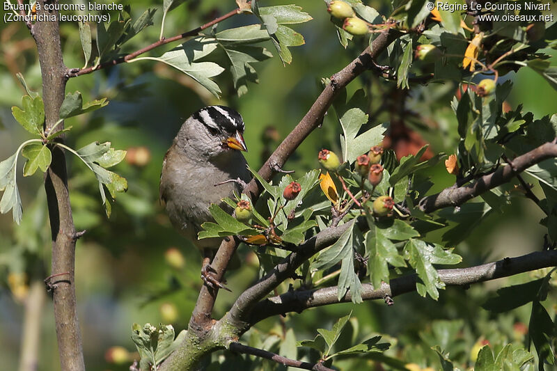 White-crowned Sparrowadult