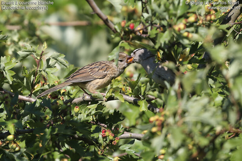 White-crowned Sparrow