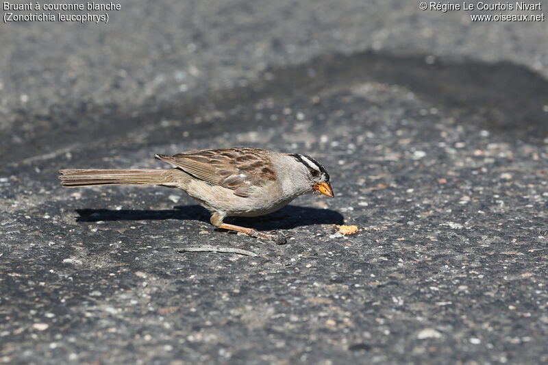 White-crowned Sparrowadult