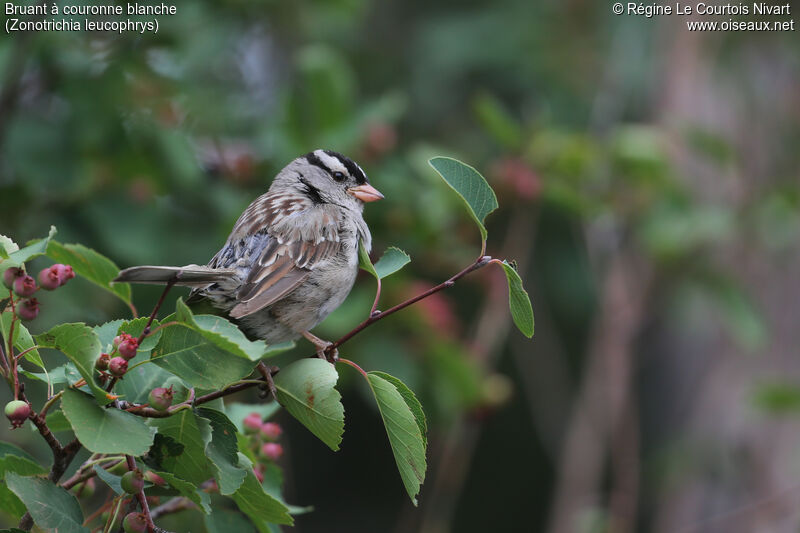 White-crowned Sparrowadult