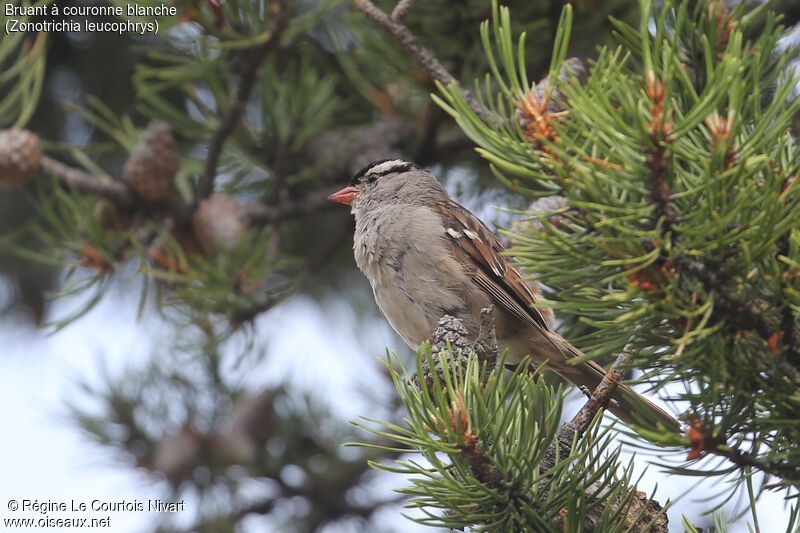 Bruant à couronne blanche