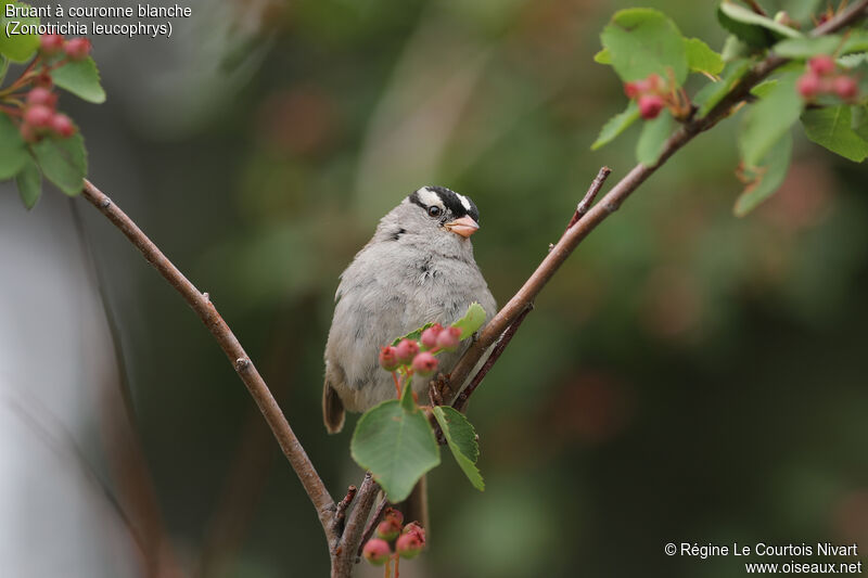 Bruant à couronne blancheadulte