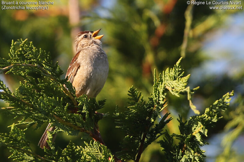 White-crowned Sparrowimmature