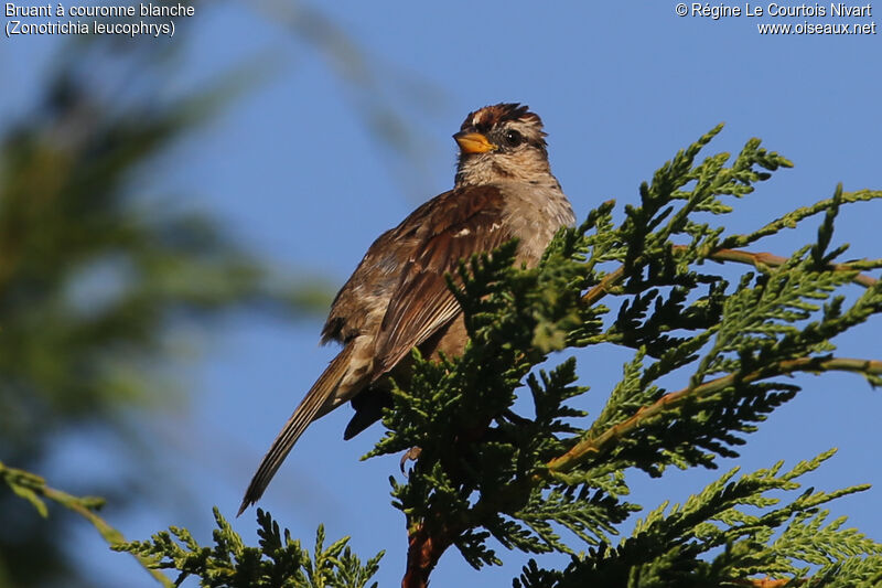 Bruant à couronne blancheimmature