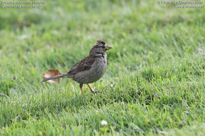 Bruant à couronne blancheimmature