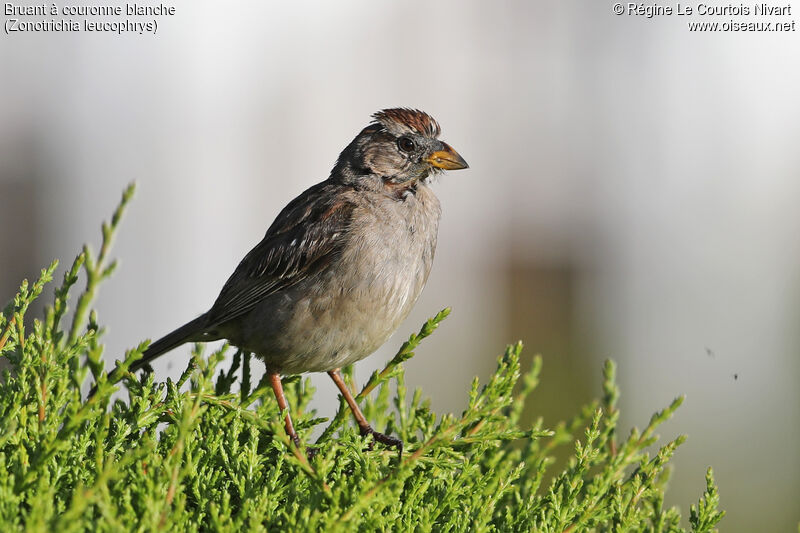 White-crowned Sparrowimmature