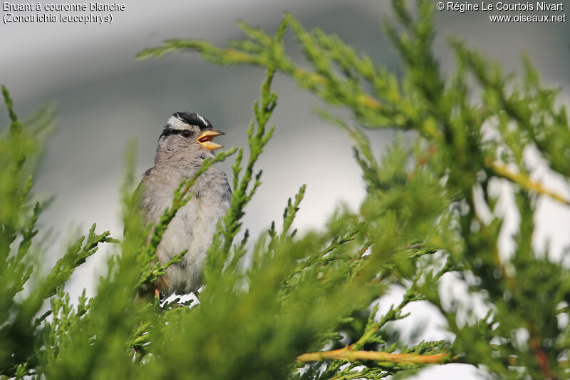 Bruant à couronne blancheadulte