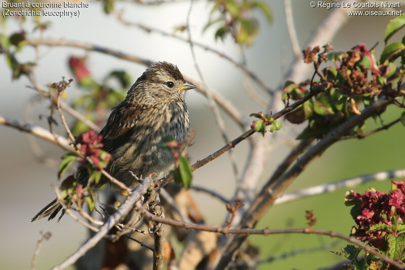 Bruant à couronne blanchejuvénile