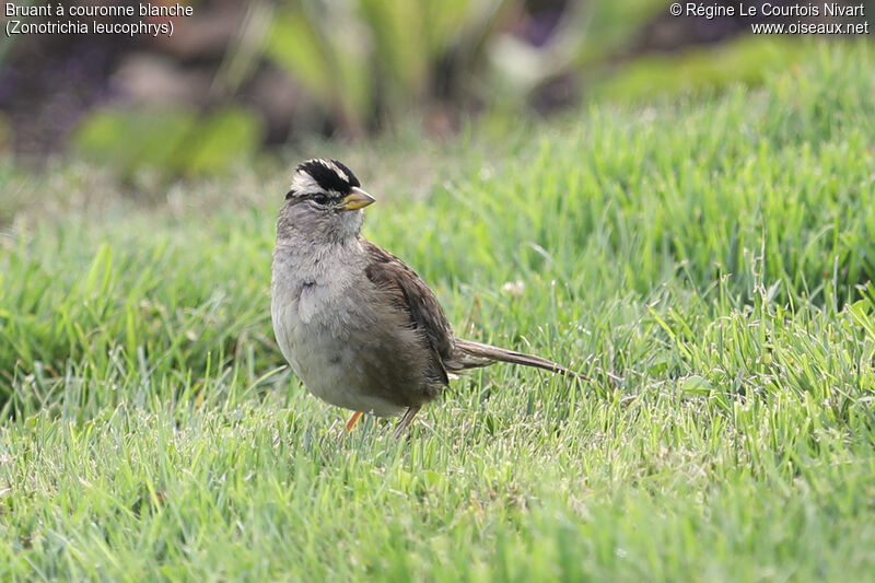 White-crowned Sparrowadult