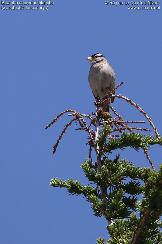 Bruant à couronne blancheadulte