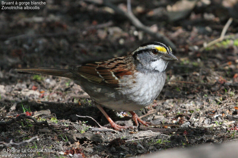 White-throated Sparrow