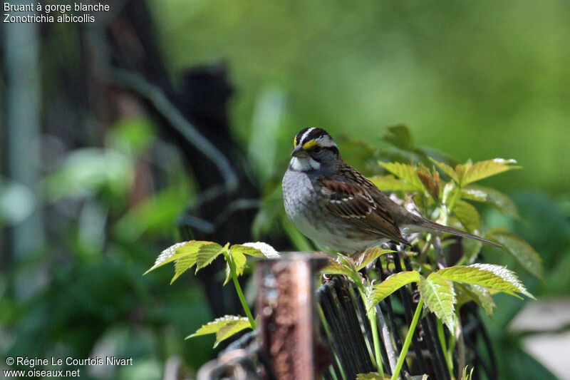 White-throated Sparrow