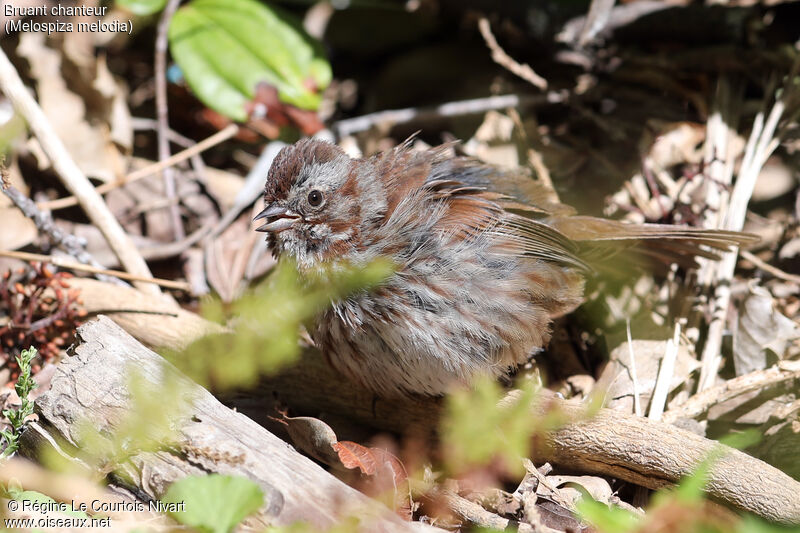 Song Sparrow