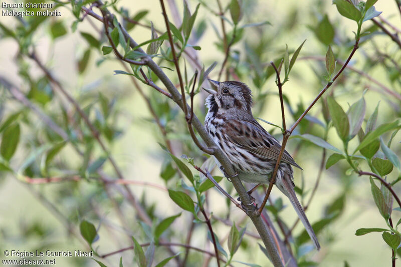 Song Sparrow