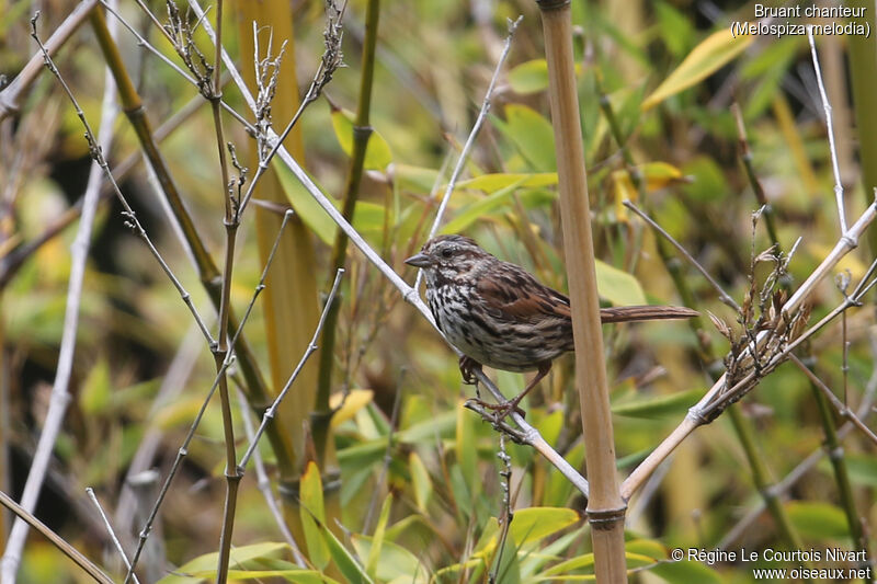 Song Sparrow