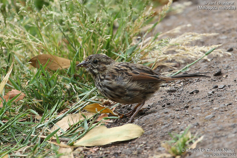 Song Sparrow