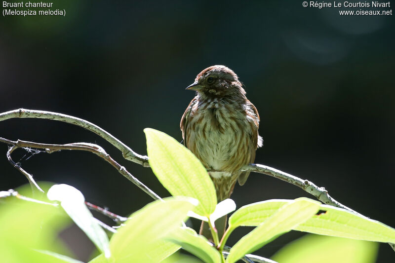 Song Sparrow