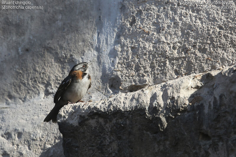 Rufous-collared Sparrow