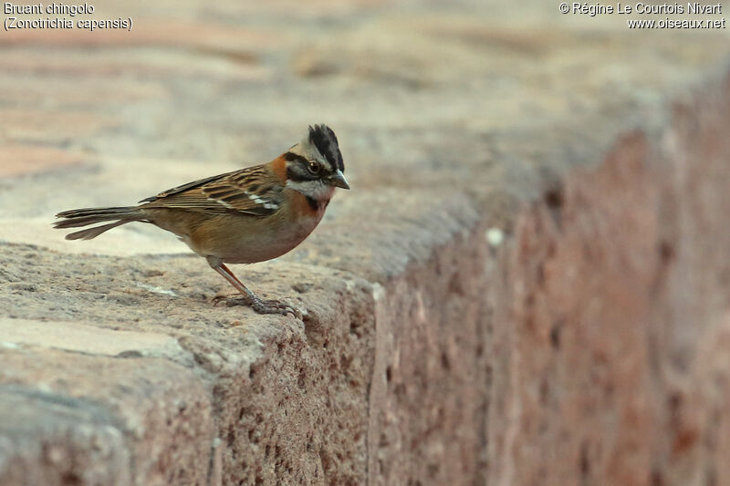 Rufous-collared Sparrow