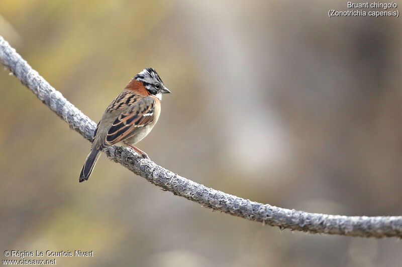 Rufous-collared Sparrow