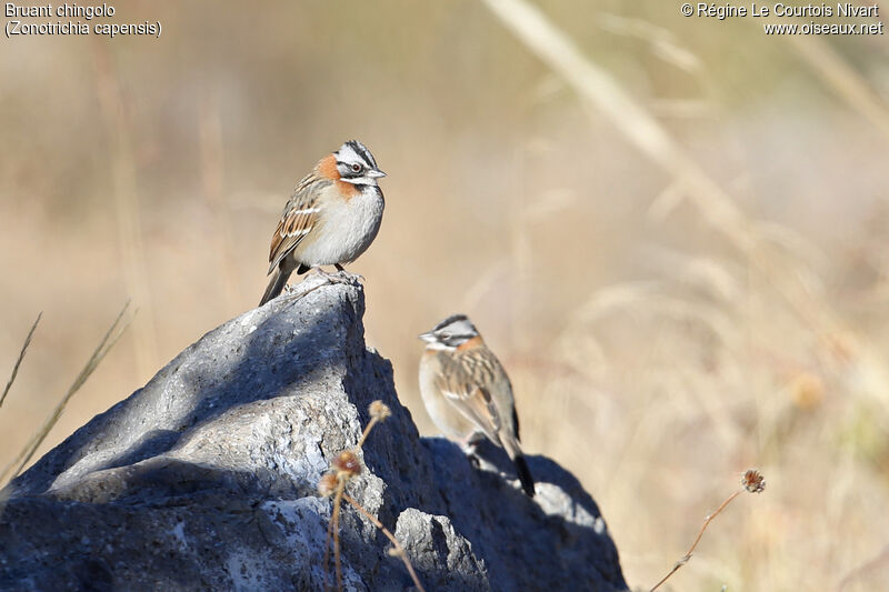 Rufous-collared Sparrow