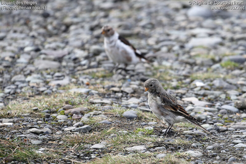 Snow Bunting