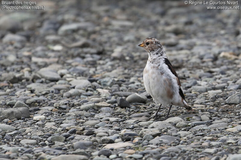 Snow Bunting