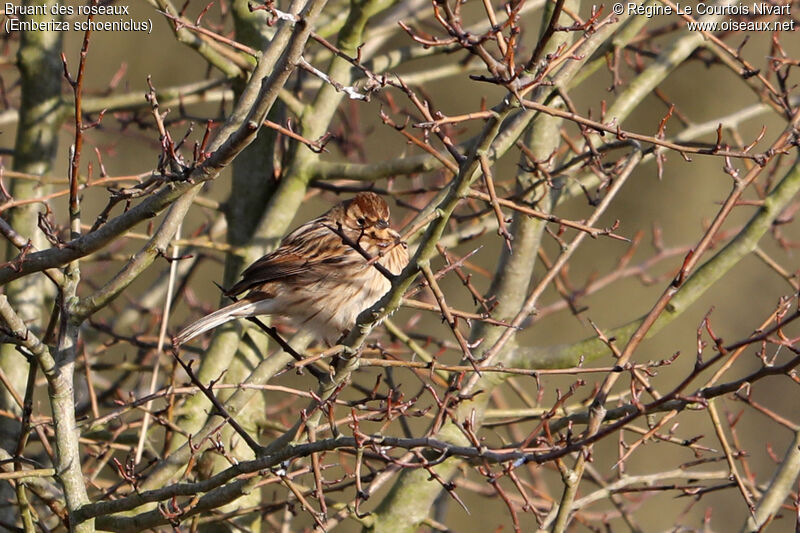 Bruant des roseaux