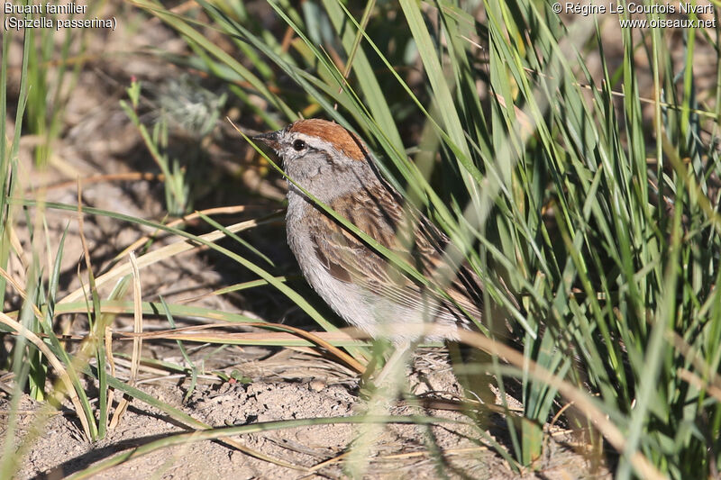 Chipping Sparrowadult